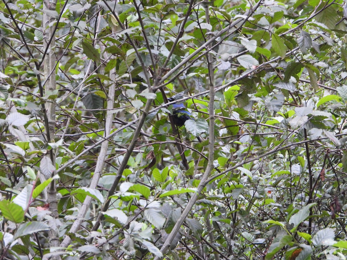 Black-throated Jay - ML514877701