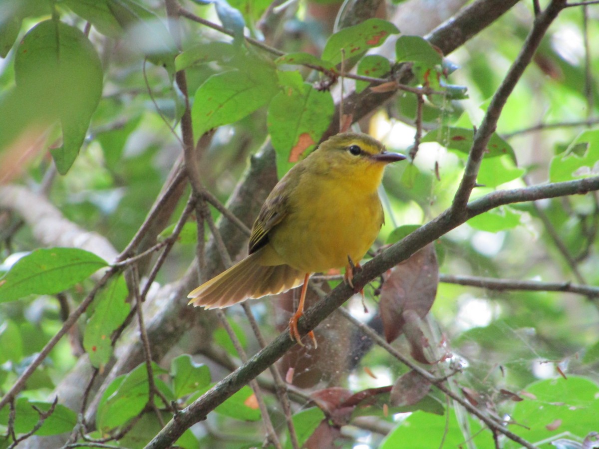 Flavescent Warbler - ML514877761