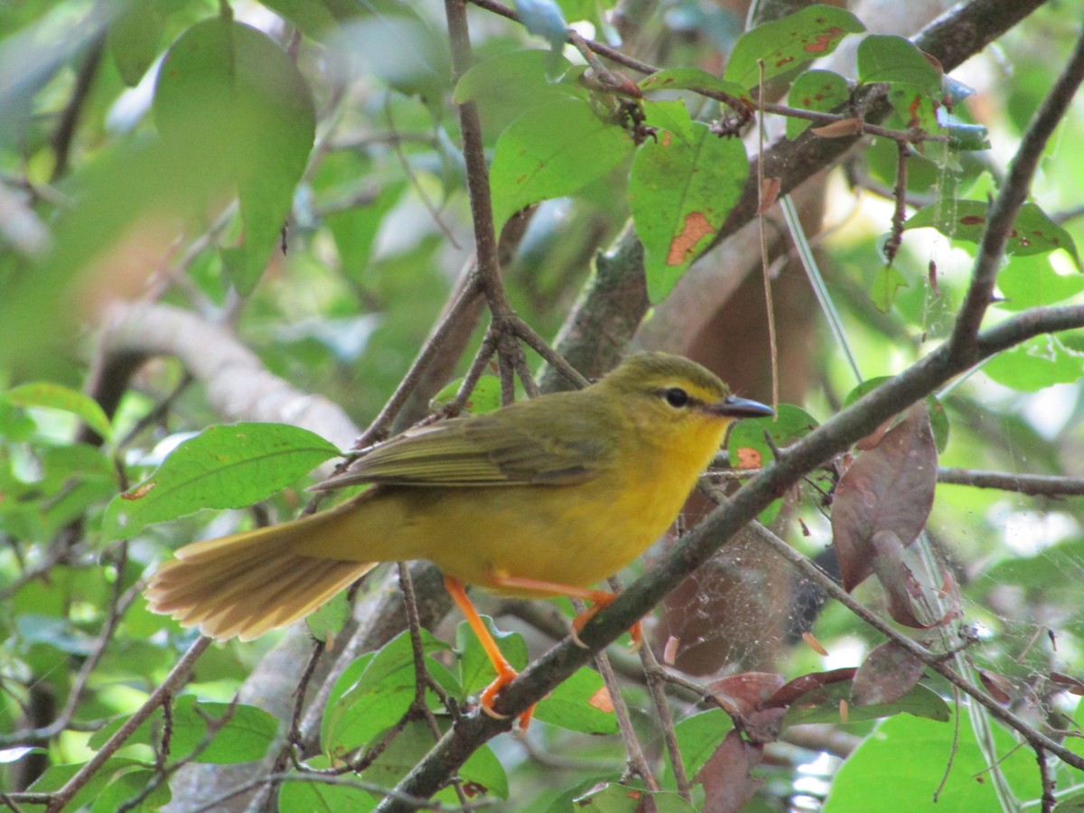 Flavescent Warbler - ML514877771