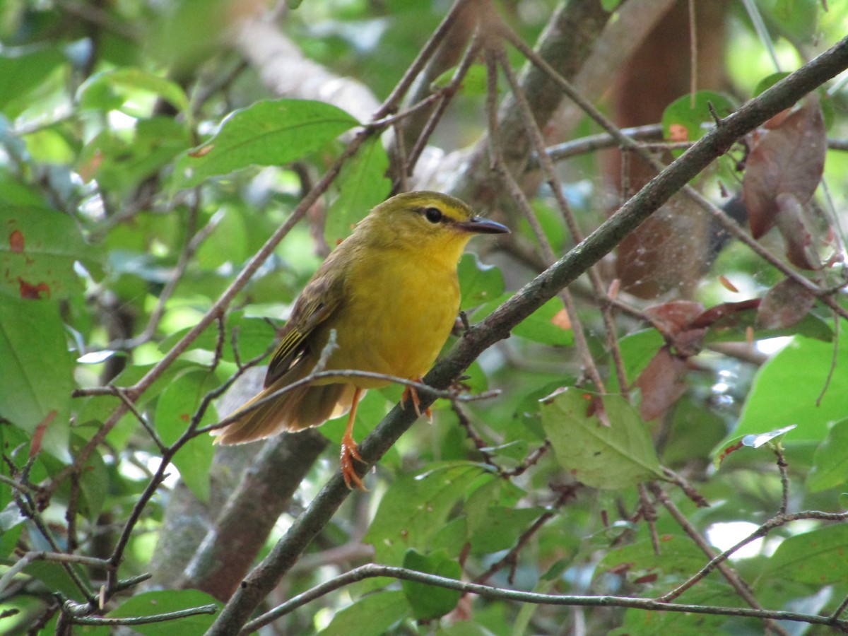 Flavescent Warbler - ML514877781