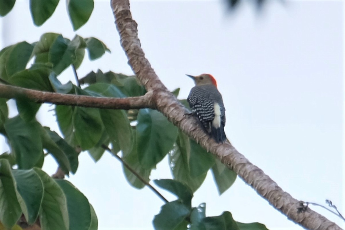 Yucatan Woodpecker - ML514878571