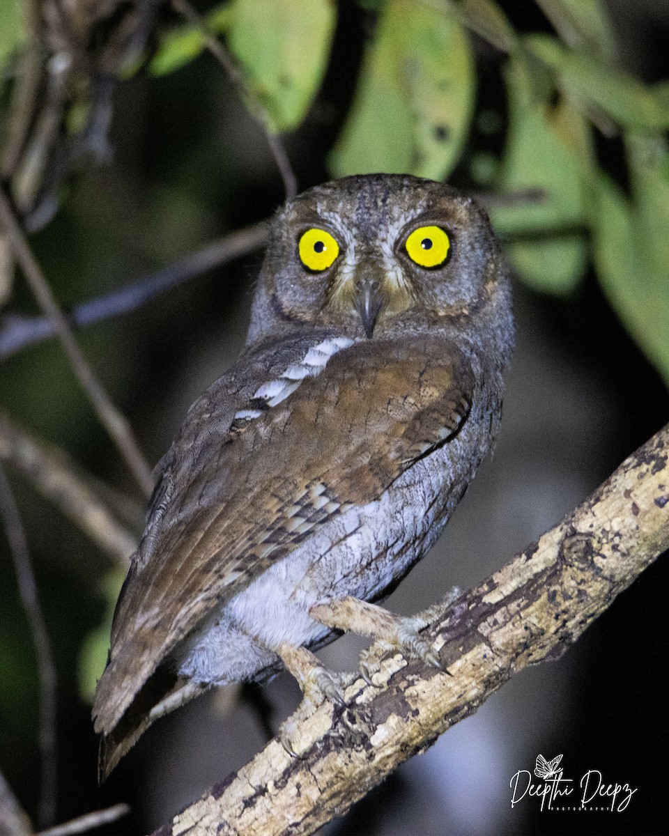 Oriental Scops-Owl - Deepthi Sunjith