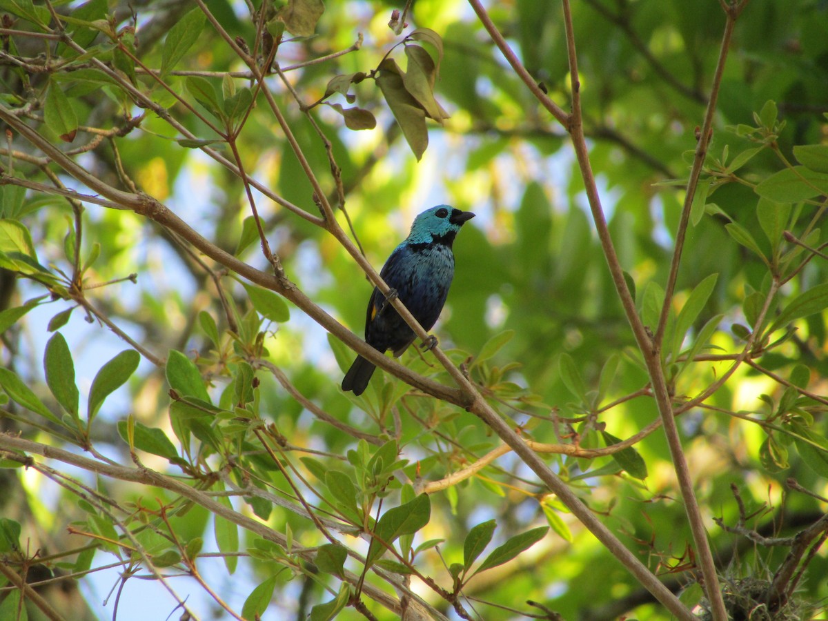 Seven-colored Tanager - ML514879721