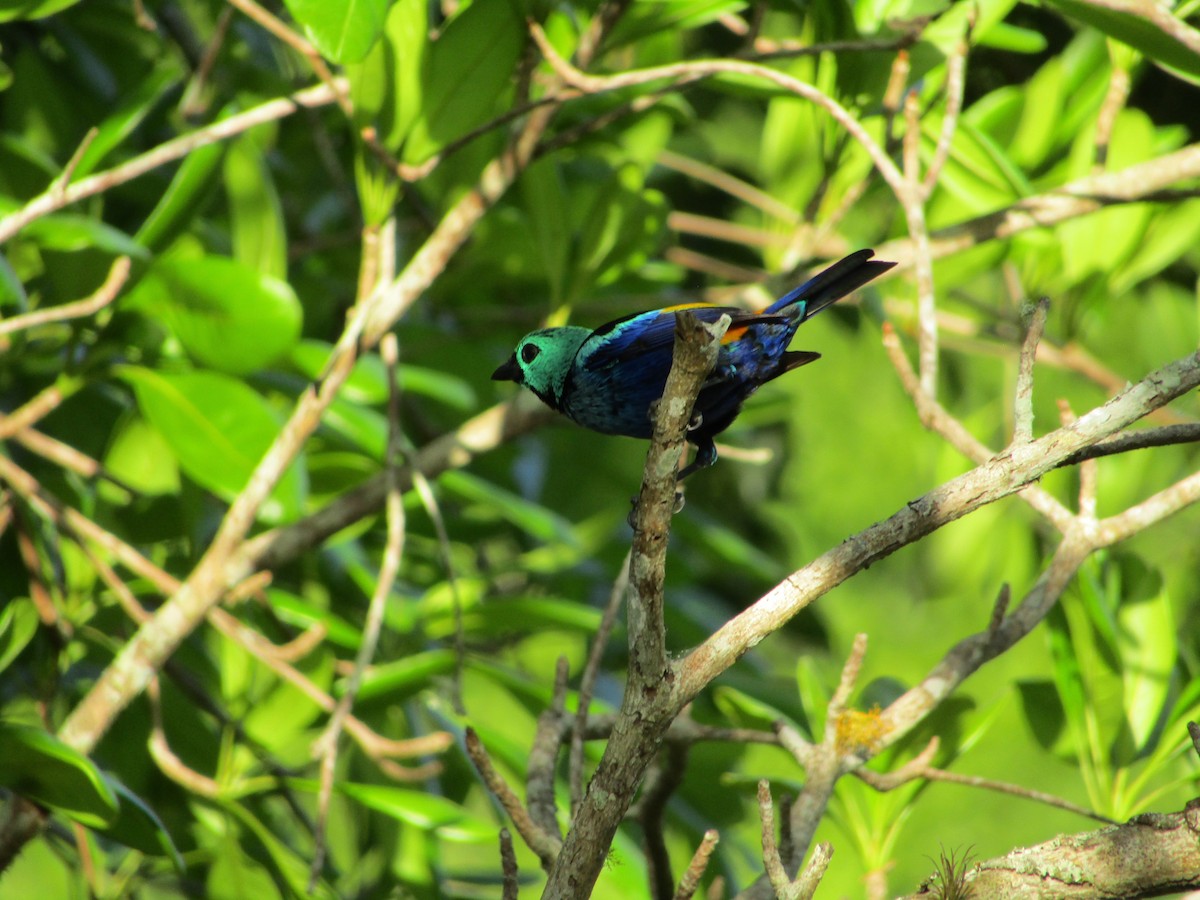 Seven-colored Tanager - ML514879731