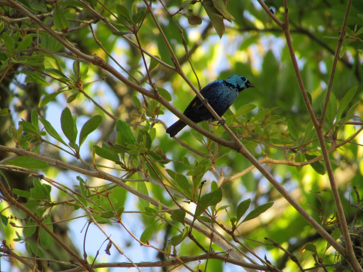 Seven-colored Tanager - ML514879741