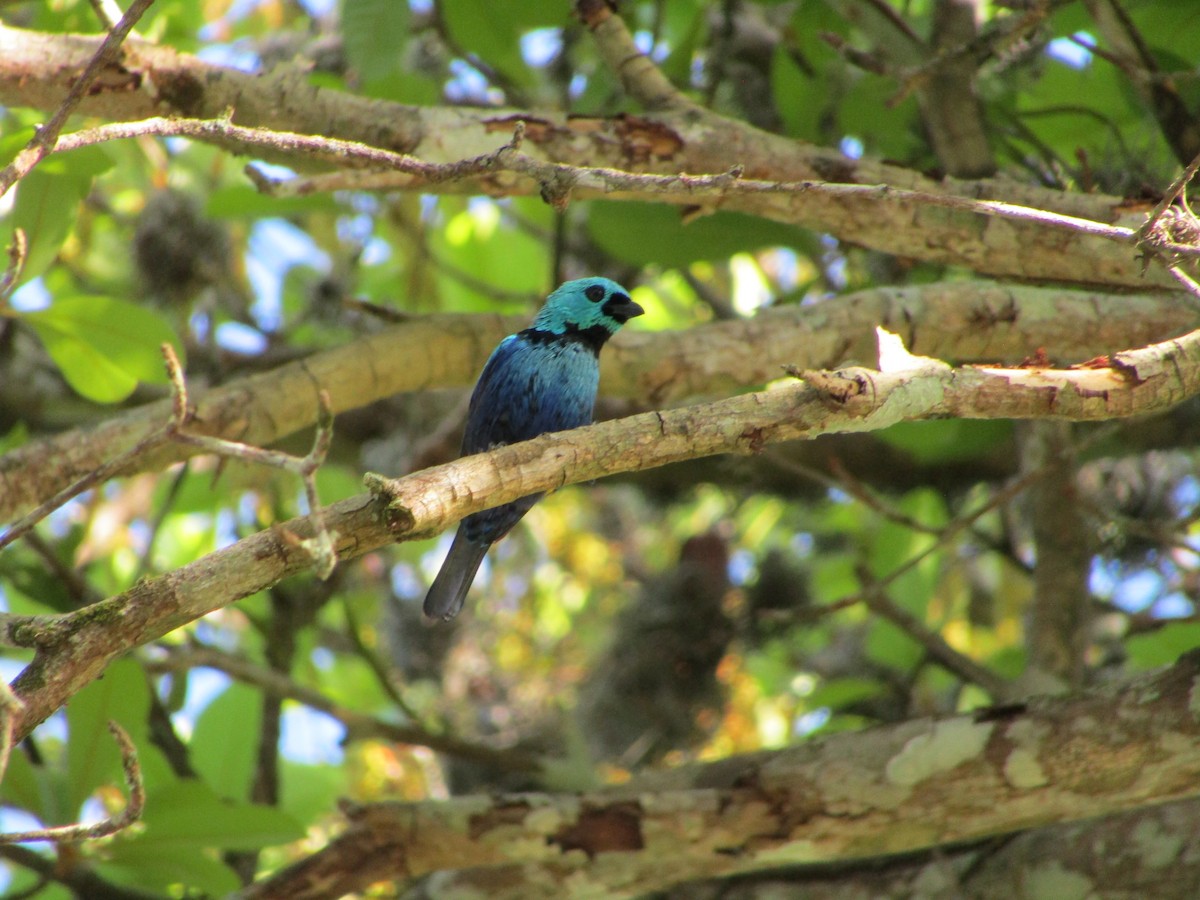 Seven-colored Tanager - ML514879751