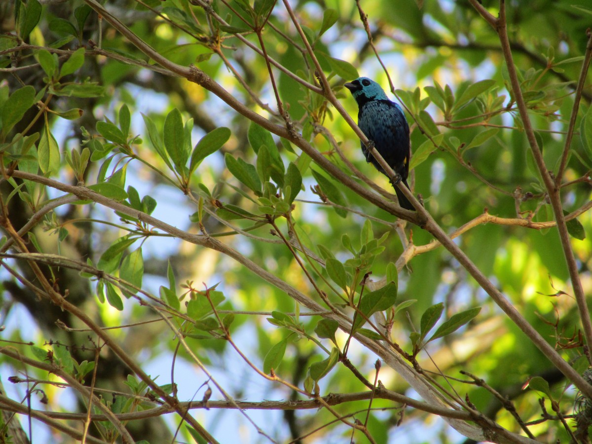 Seven-colored Tanager - ML514879761