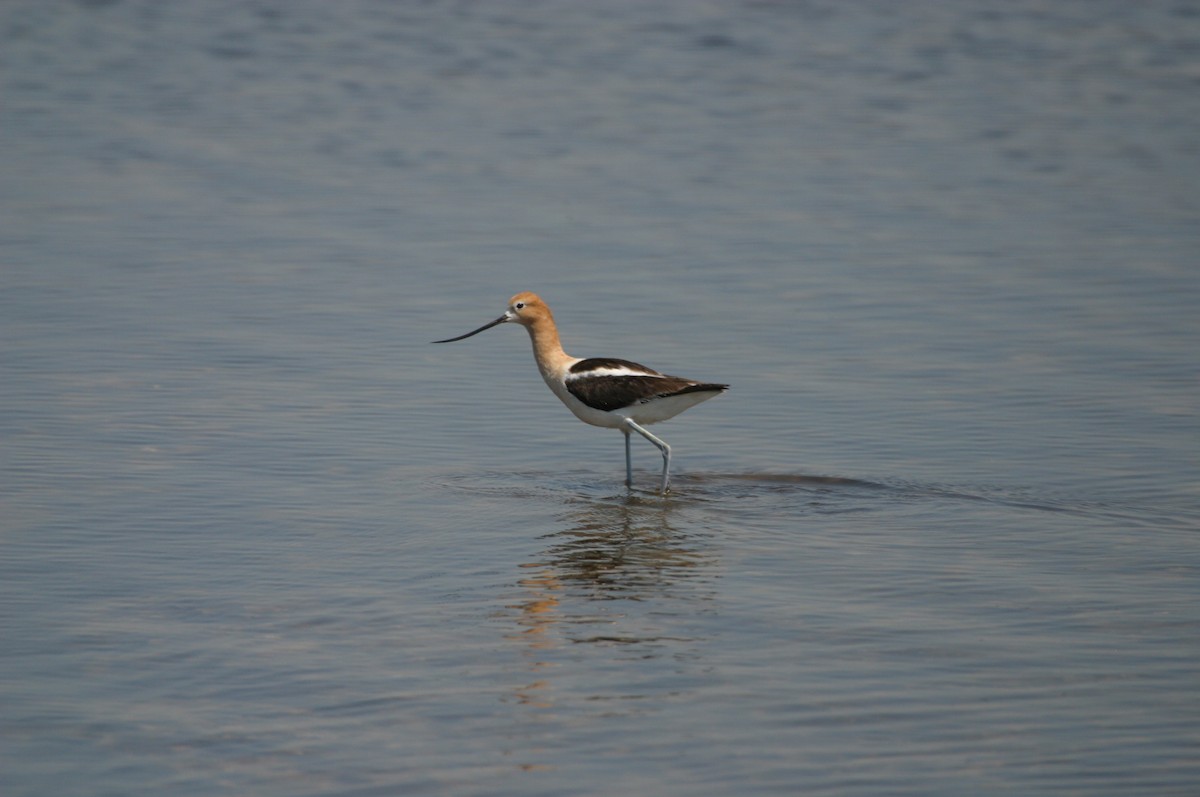 Avocette d'Amérique - ML514880051