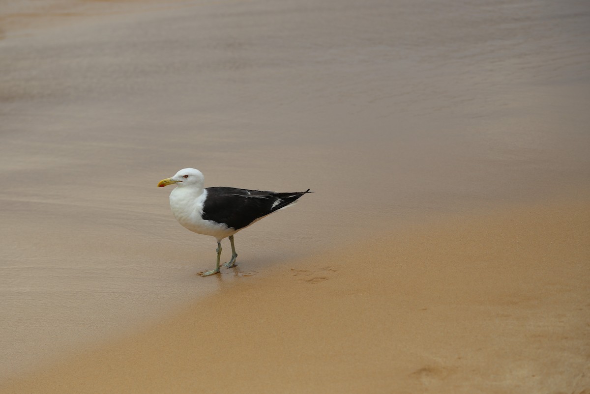 Kelp Gull - ML514880581