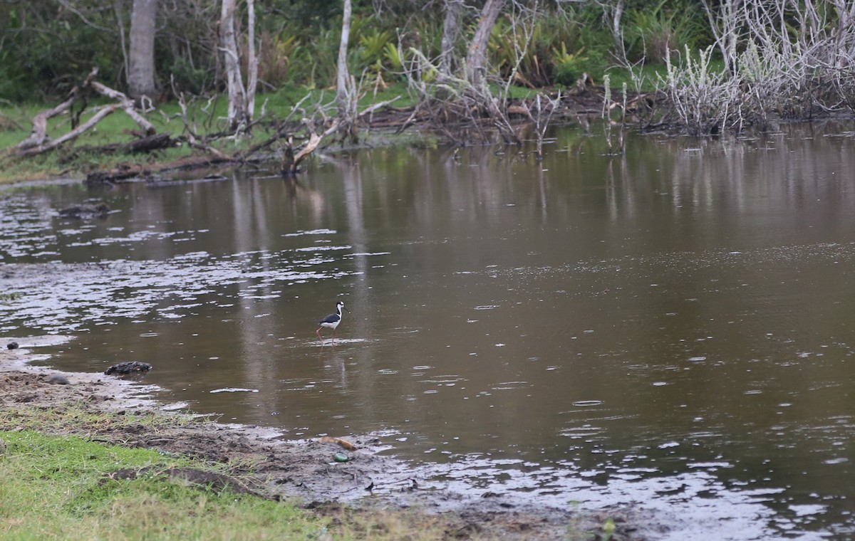 Black-necked Stilt - ML514881141