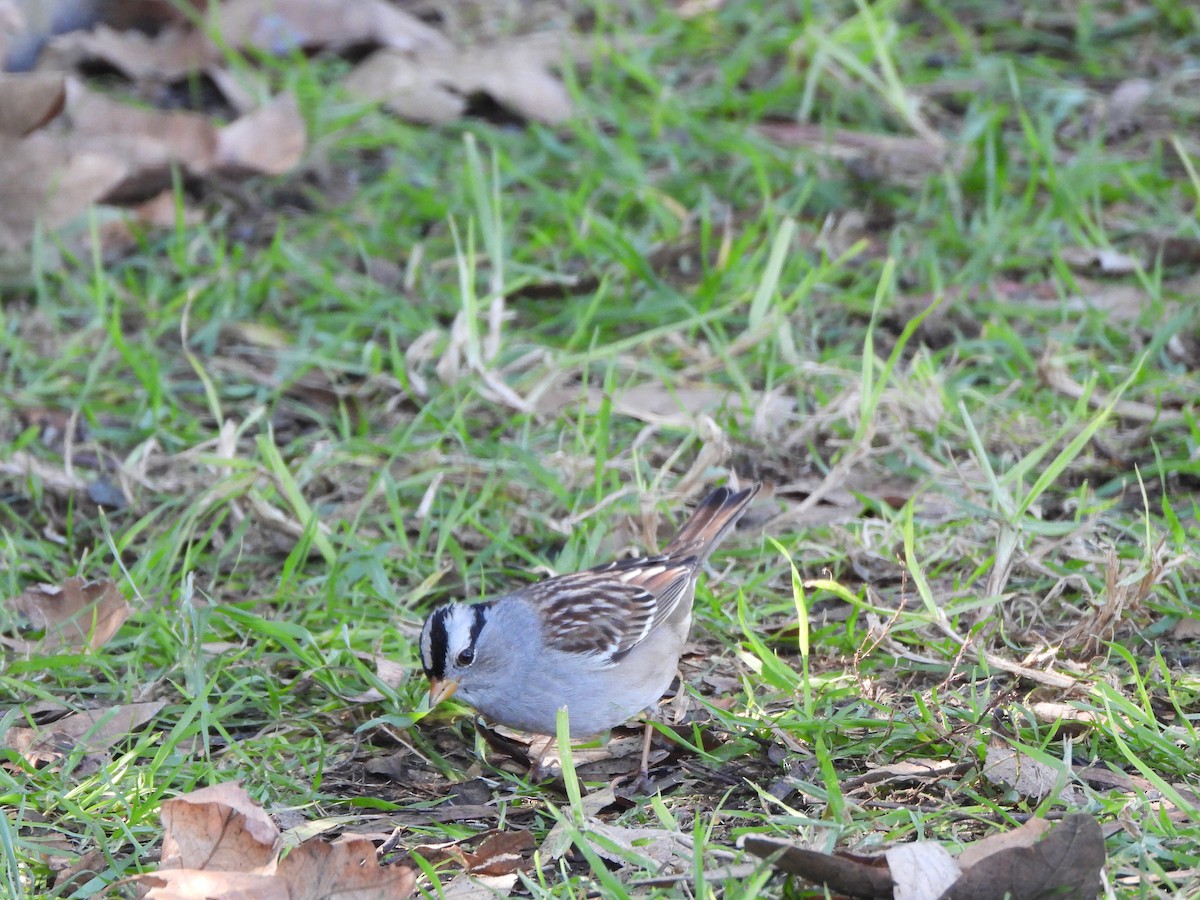 White-crowned Sparrow - ML514882031