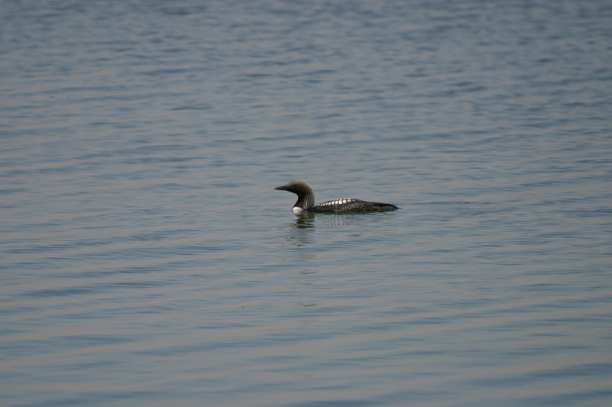 Pacific Loon - ML514882341