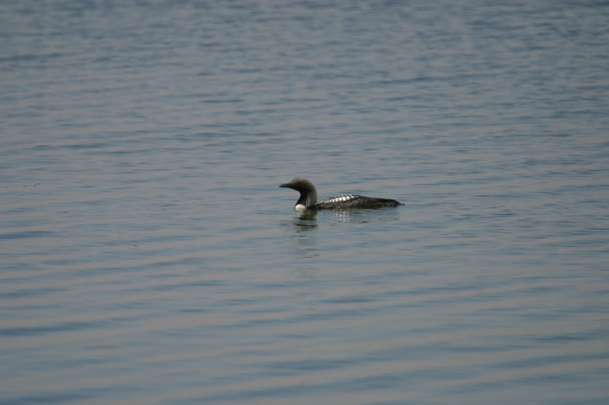 Pacific Loon - ML514882351