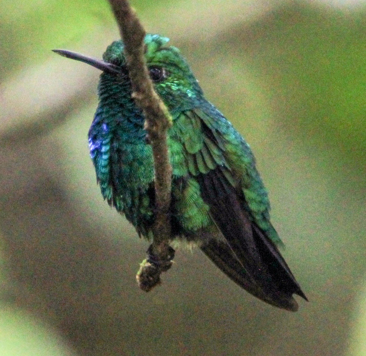Blue-tailed Emerald - ML514882701