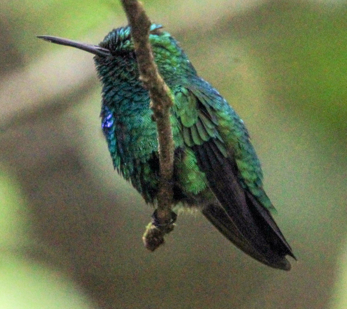 Blue-tailed Emerald - ML514882711