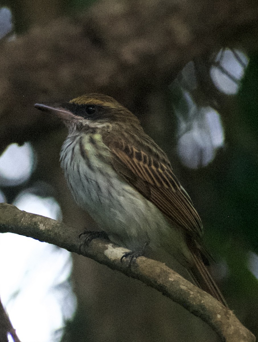 Streaked Flycatcher - Tina Barney