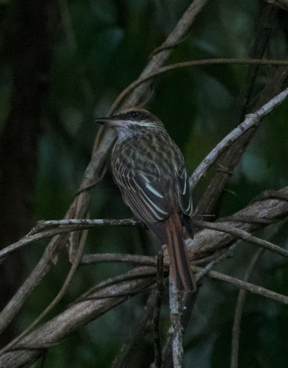 Streaked Flycatcher - Tina Barney