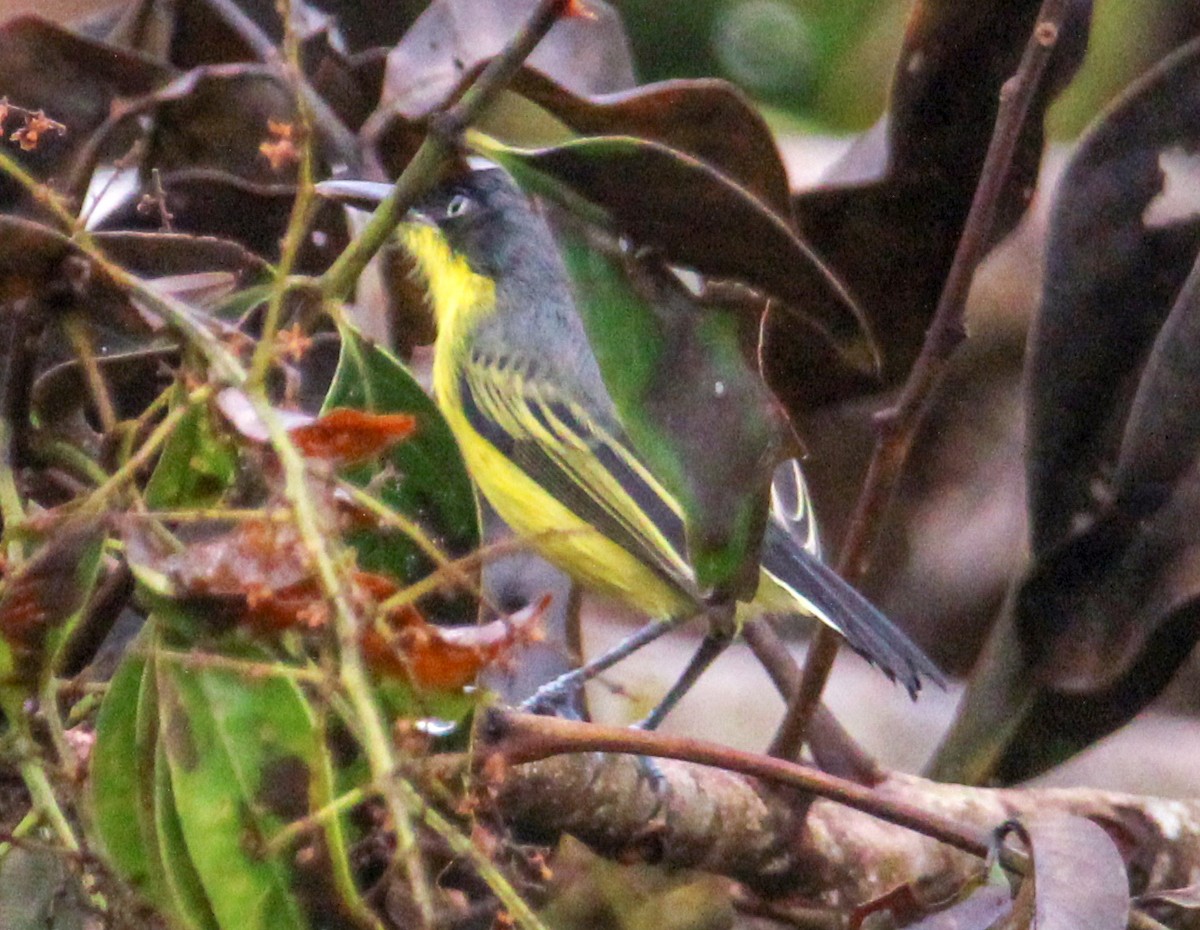 Common Tody-Flycatcher - ML514884261