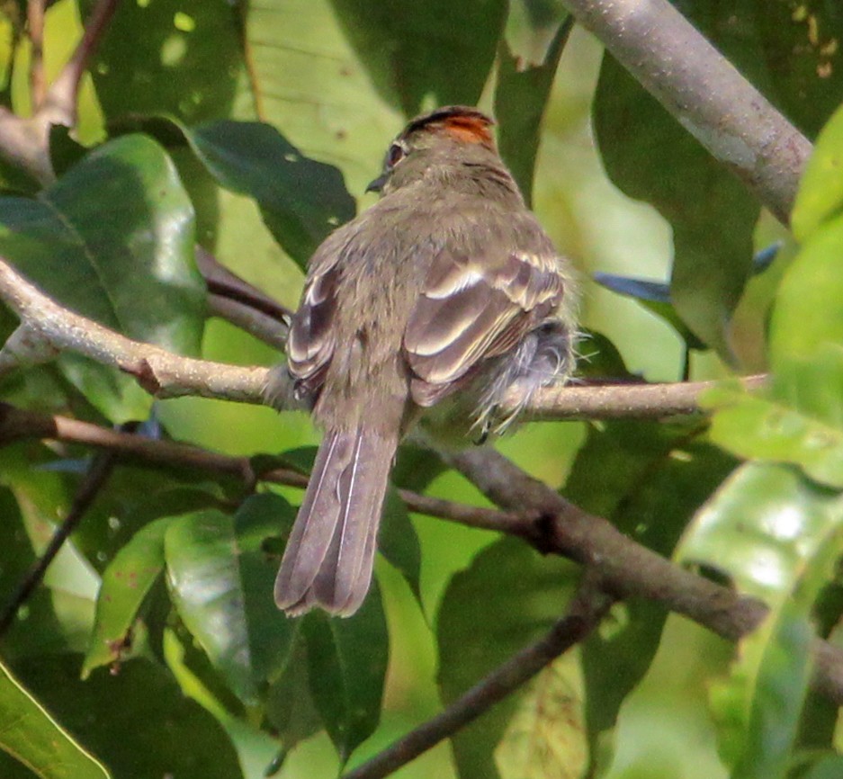 Rufous-crowned Elaenia - ML514884511