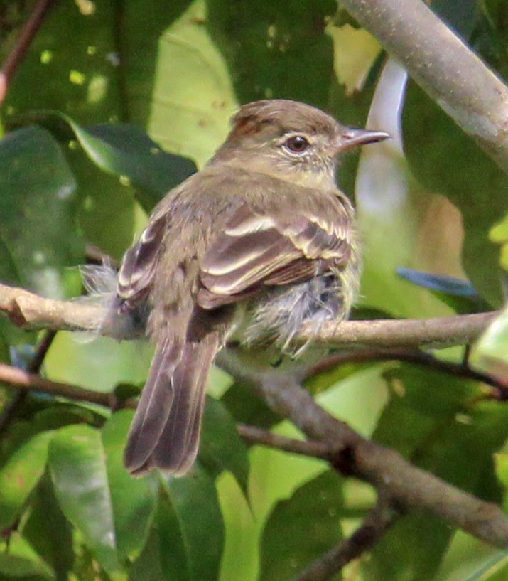 Rufous-crowned Elaenia - ML514884531