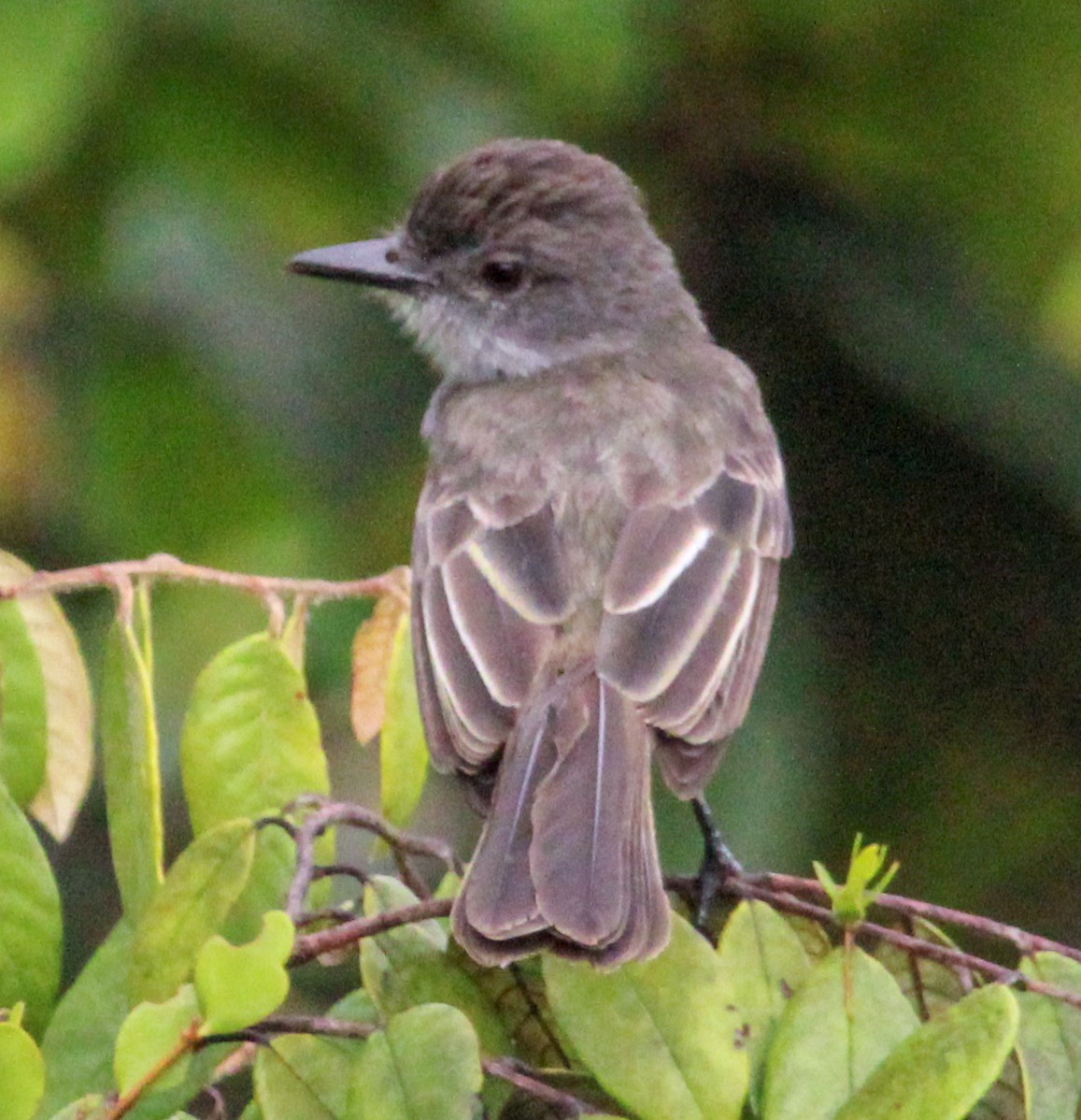 Short-crested Flycatcher - ML514884551