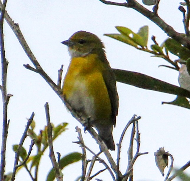 White-vented Euphonia - ML514884971