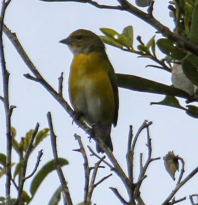 White-vented Euphonia - ML514884981