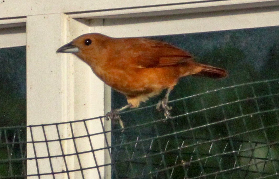 White-lined Tanager - ML514885051