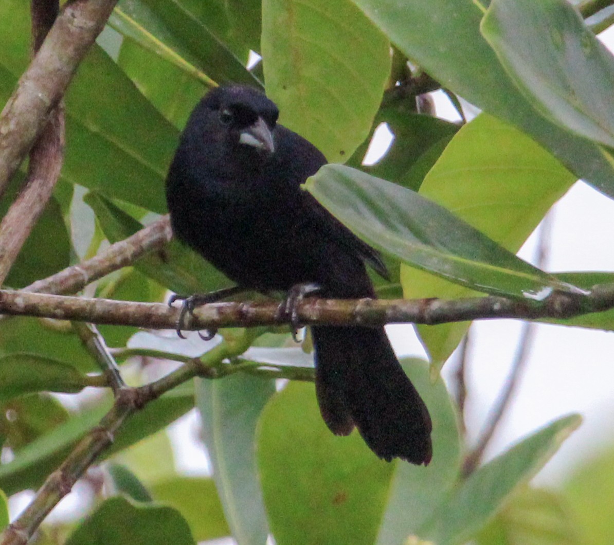 White-lined Tanager - ML514885061