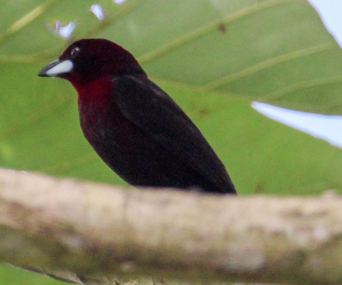 Silver-beaked Tanager - ML514885111