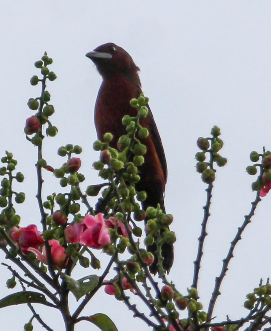 Silver-beaked Tanager - Jeffrey McCrary