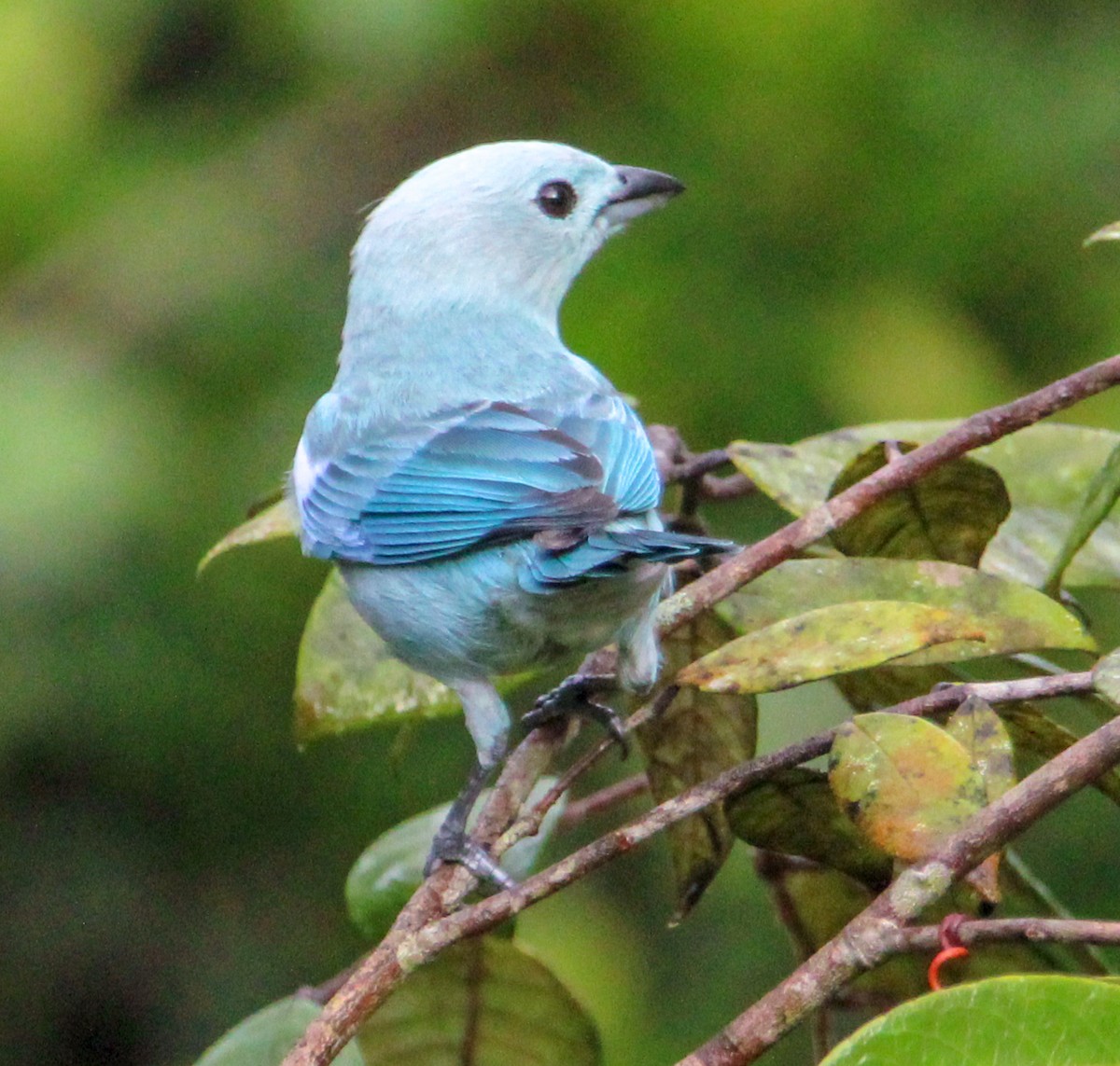 Blue-gray Tanager - ML514885141