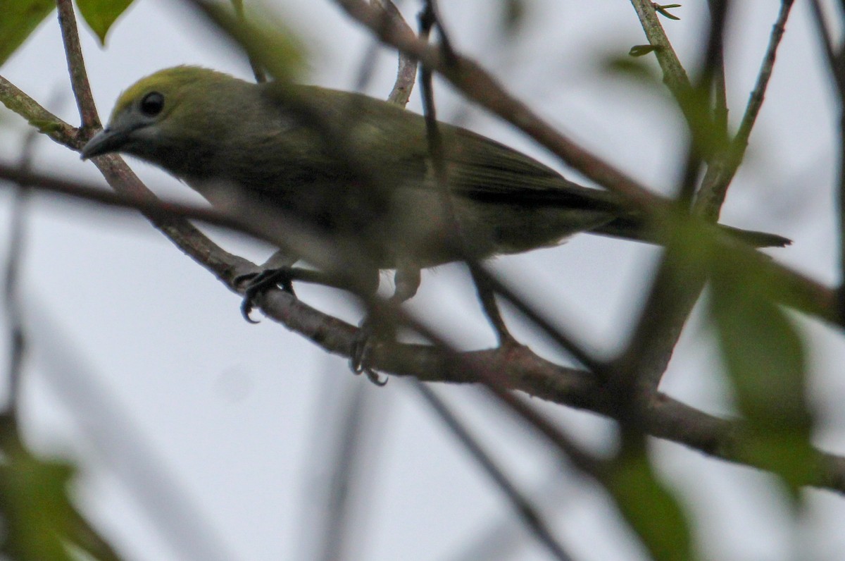 Palm Tanager - ML514885261