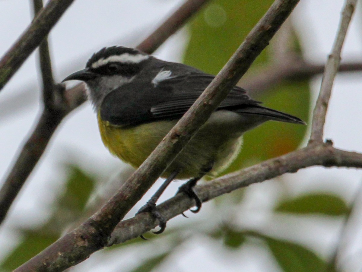 Bananaquit - ML514885311