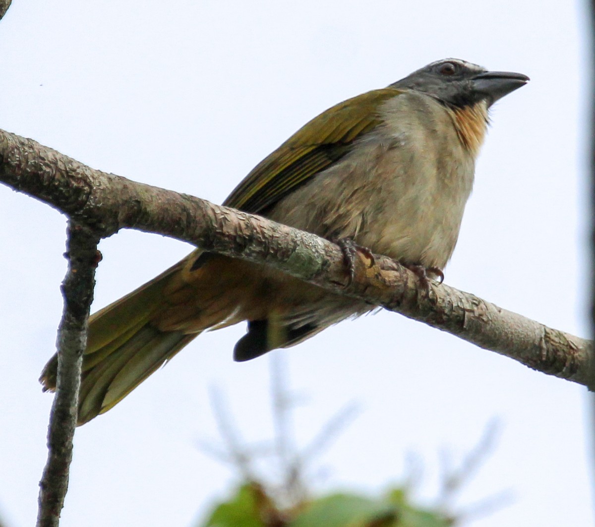 Buff-throated Saltator - ML514885381