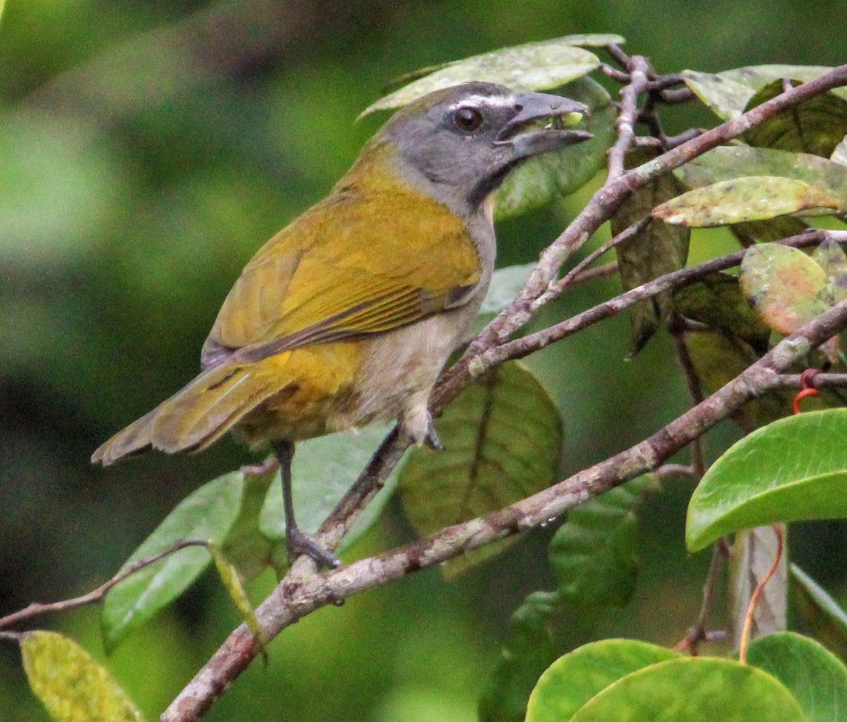 Buff-throated Saltator - Jeffrey McCrary