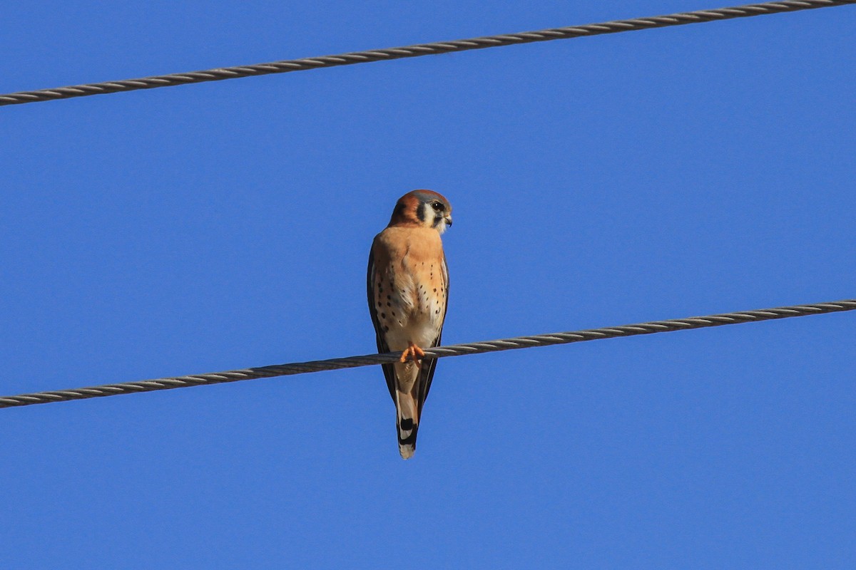 American Kestrel - ML514886141