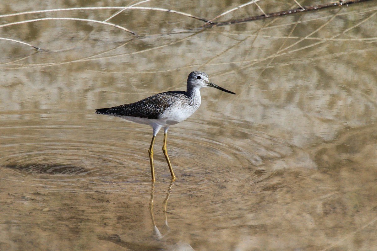 Greater Yellowlegs - ML514886281