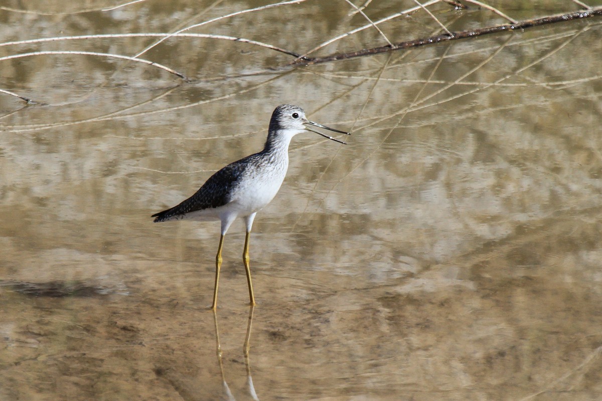 Greater Yellowlegs - ML514886291