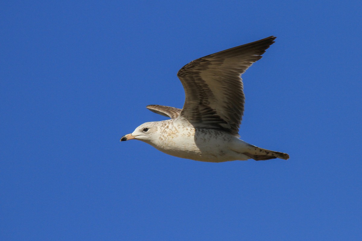 Ring-billed Gull - Tommy Pedersen