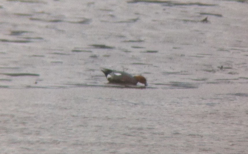 Eurasian Wigeon - ML51488751