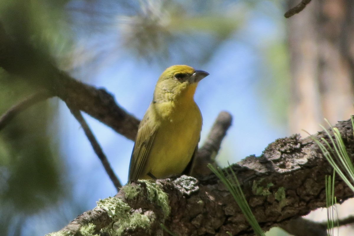 Hepatic Tanager - ML514888251
