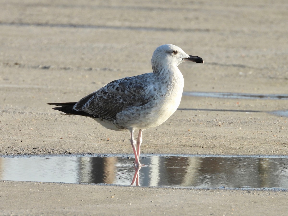 Caspian Gull - ML514888281