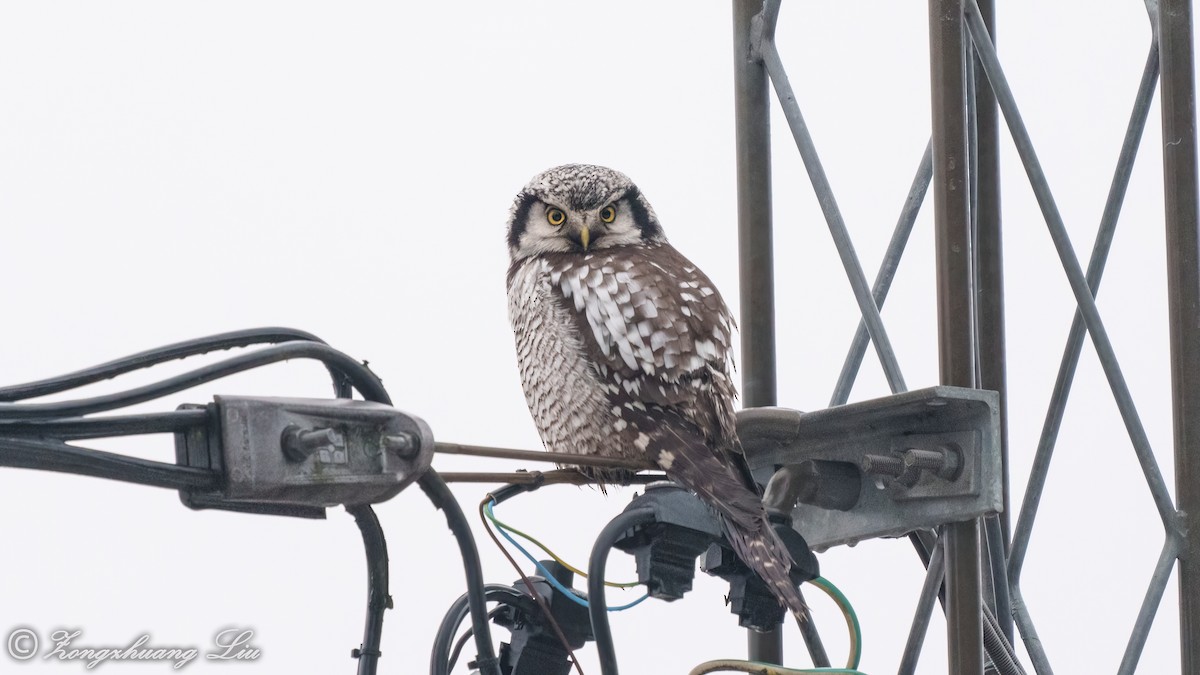 Northern Hawk Owl - ML514888391