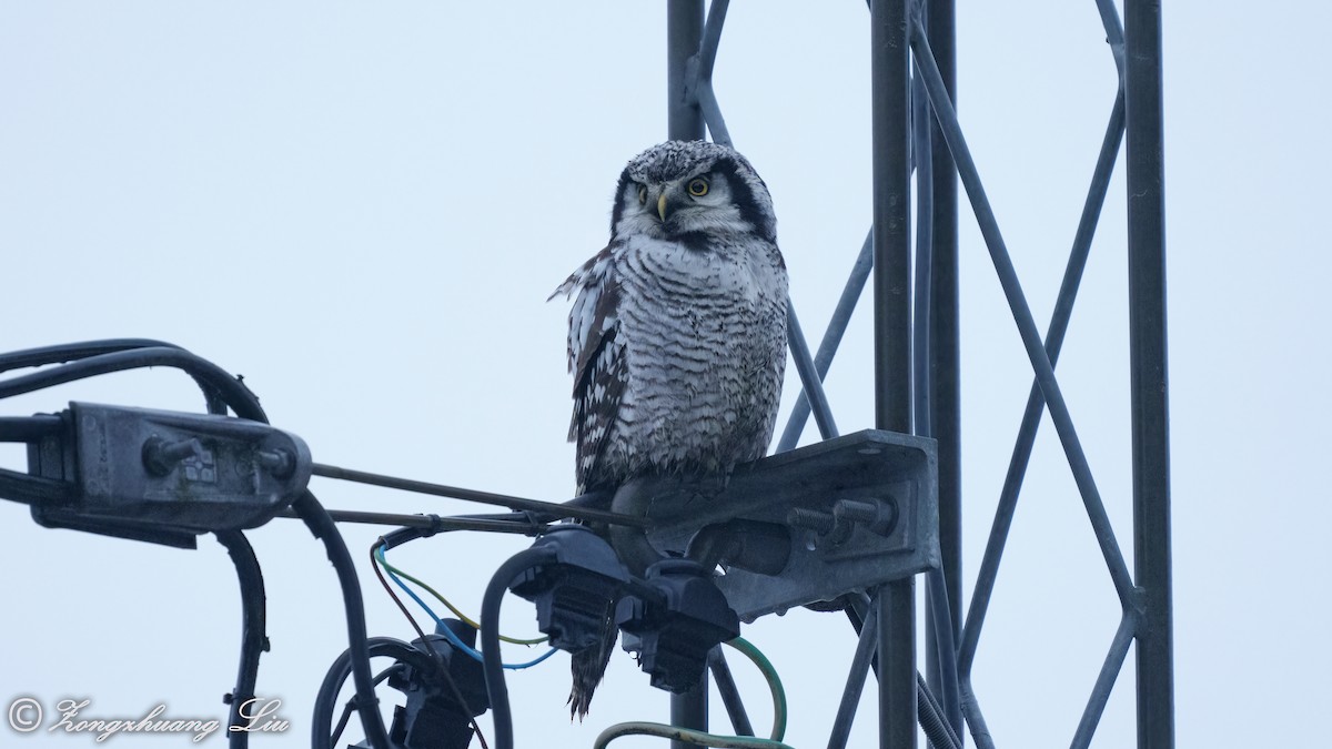 Northern Hawk Owl - ML514888431
