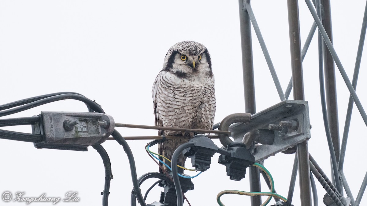 Northern Hawk Owl - ML514888441
