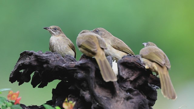 Бюльбюль таїландський - ML514889171