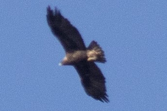 Golden Eagle - ML514889691