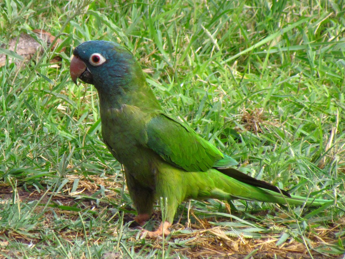 Blue-crowned Parakeet - ML514891271