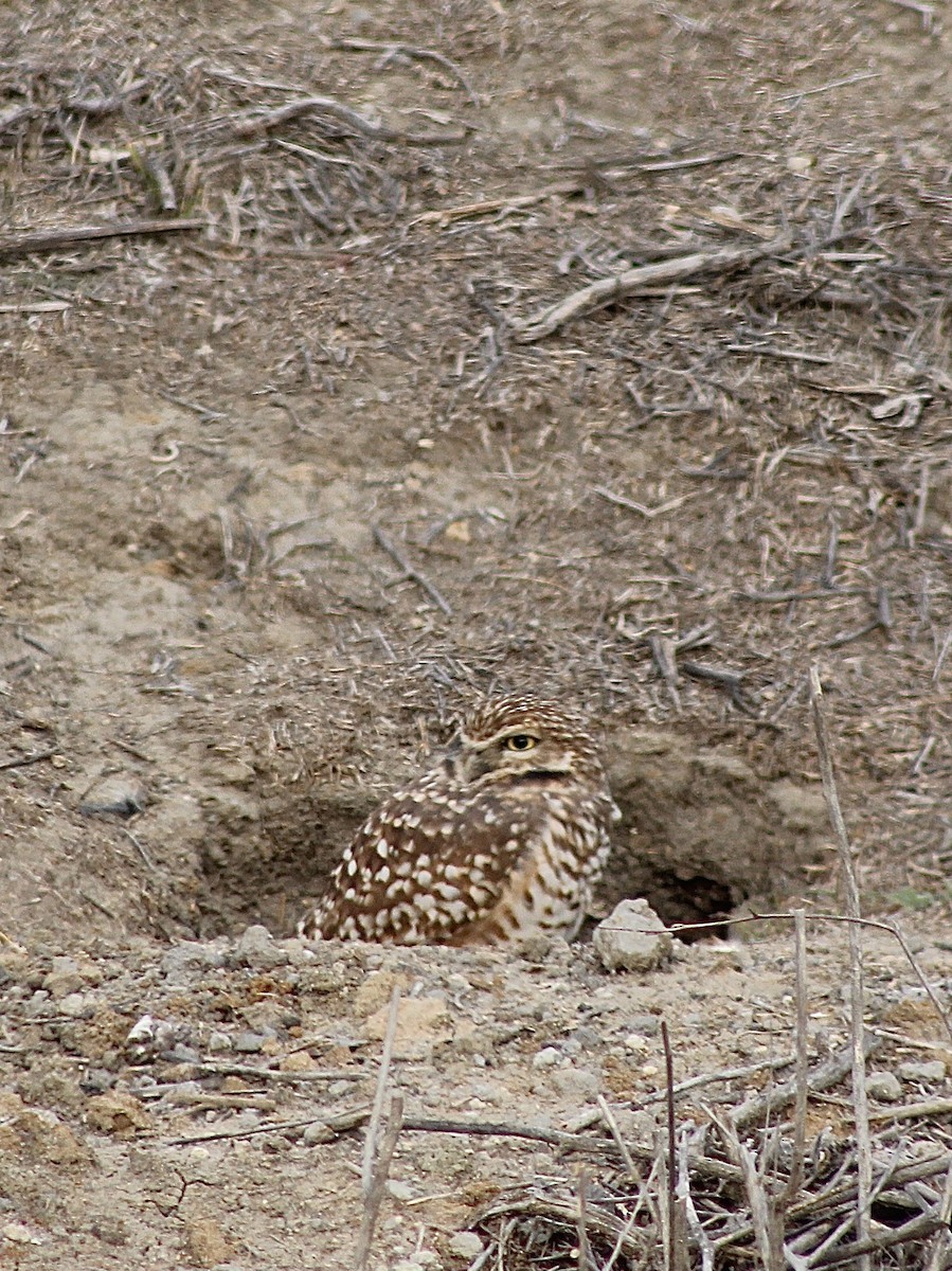 Burrowing Owl - Bob Schallmann